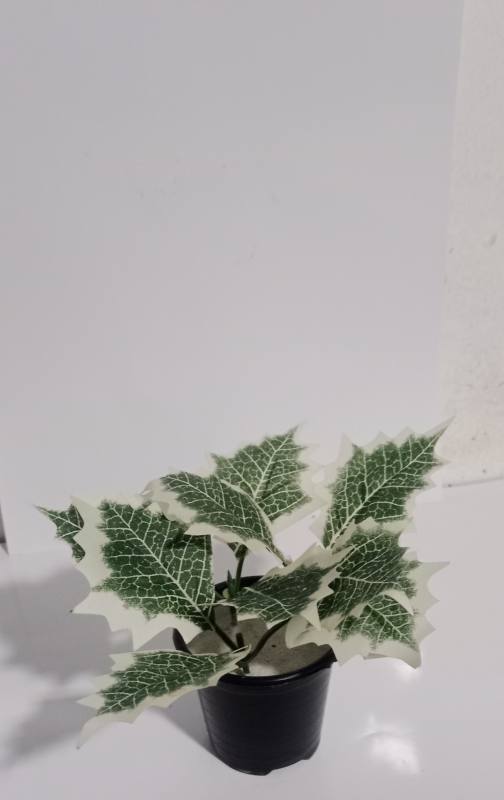 Plants 4 Name: Ivora