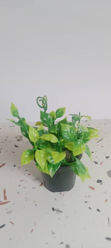 *Plant 2 - Green pethi* Name: Vihira Curl
