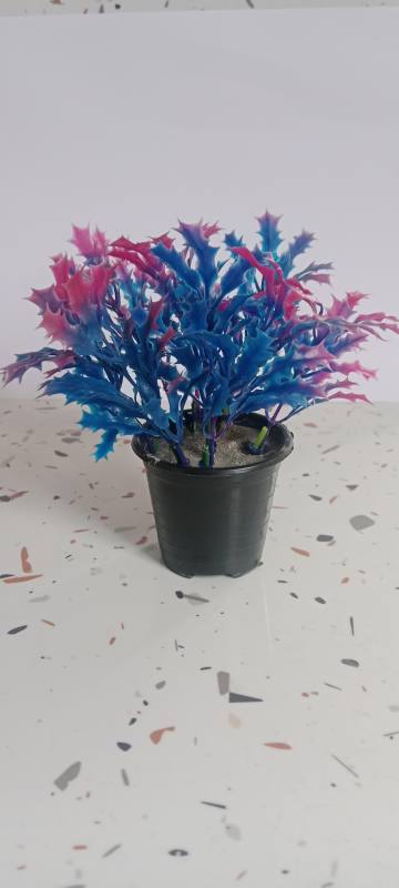 *Plant 1 - Blue & Pink * Name: *Nebula *