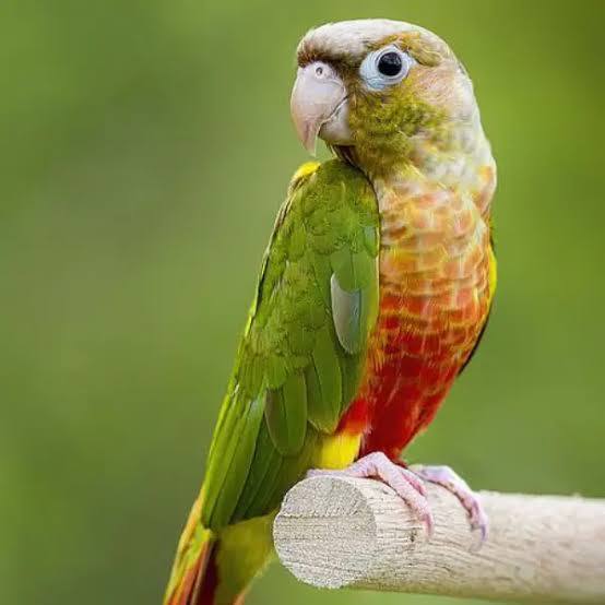 Pineapple conure